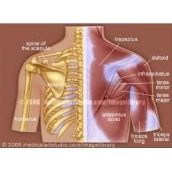 Anatomy of the trapezius muscle.